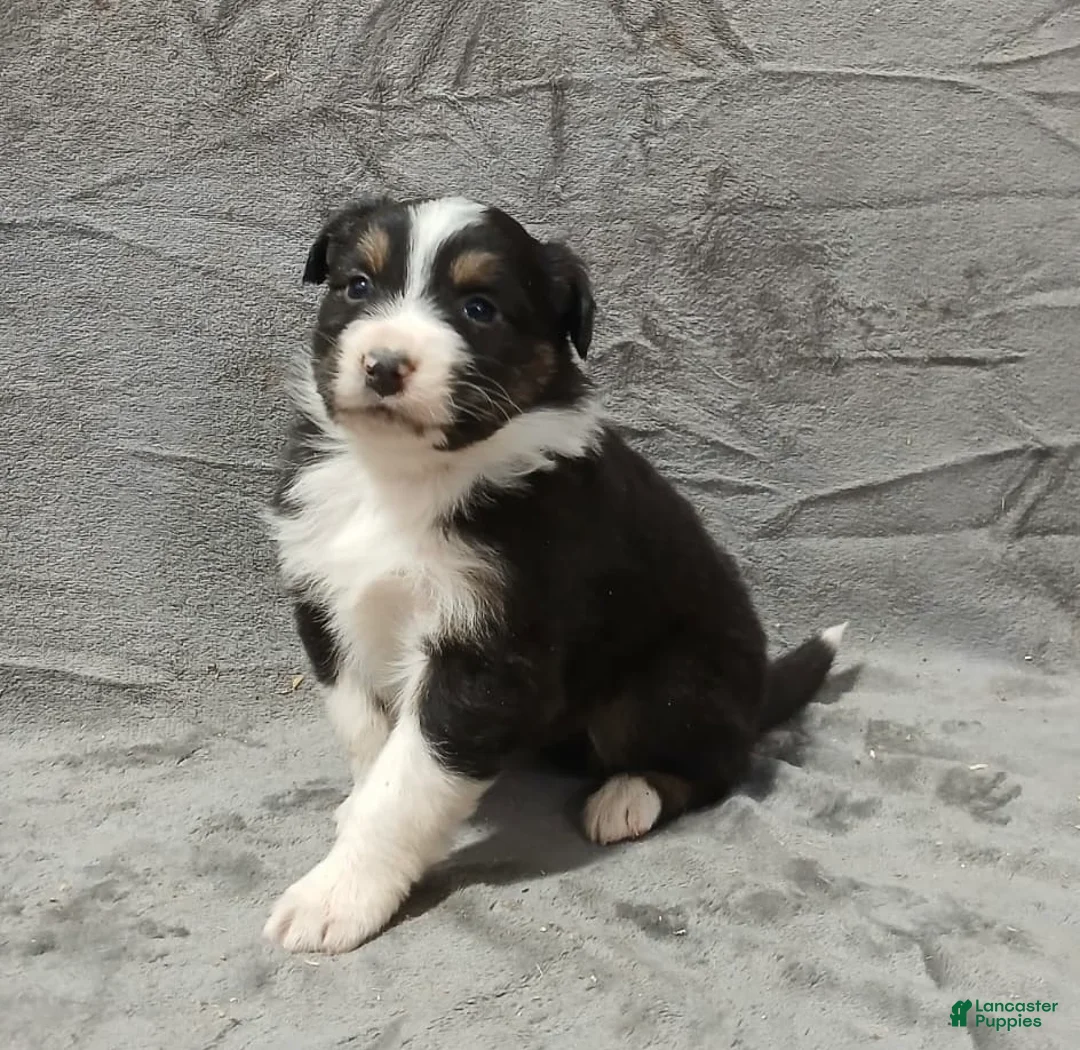 Australian Shepherd dogs for sale: Ariel - Ad 6