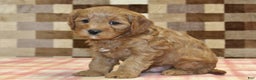 Cavapoo dogs for sale: Fred - Ad 4