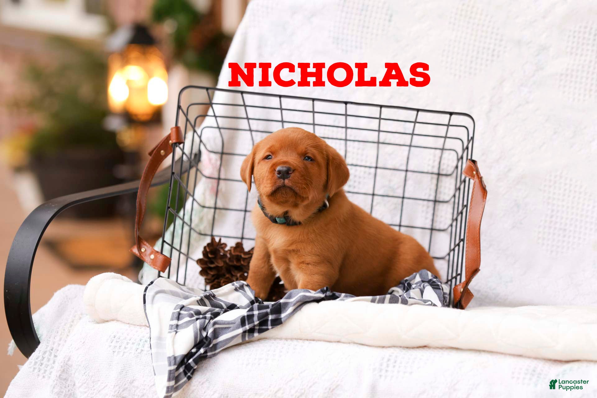 Labrador Retriever dogs Nicholas - Ad 13