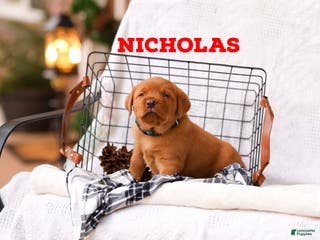 Labrador Retriever dogs Nicholas - Ad 19