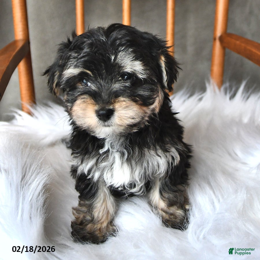 Morkie dogs Bubbles - Ad 2