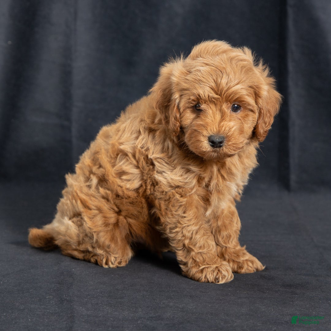 Mini Goldendoodle dogs for sale: Nevin - Ad 6
