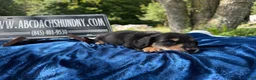 Miniature Dachshund dogs for sale: Russian  - Ad 4
