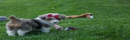 Corgipoo dogs for sale: NANCY - Ad 8