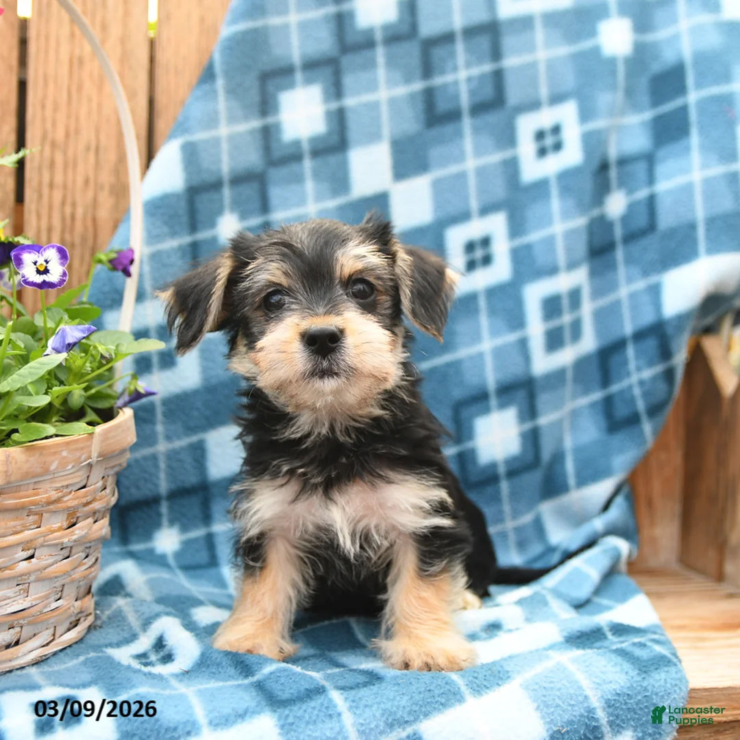 Mixed Breed dogs for sale: Sleek - Ad 5