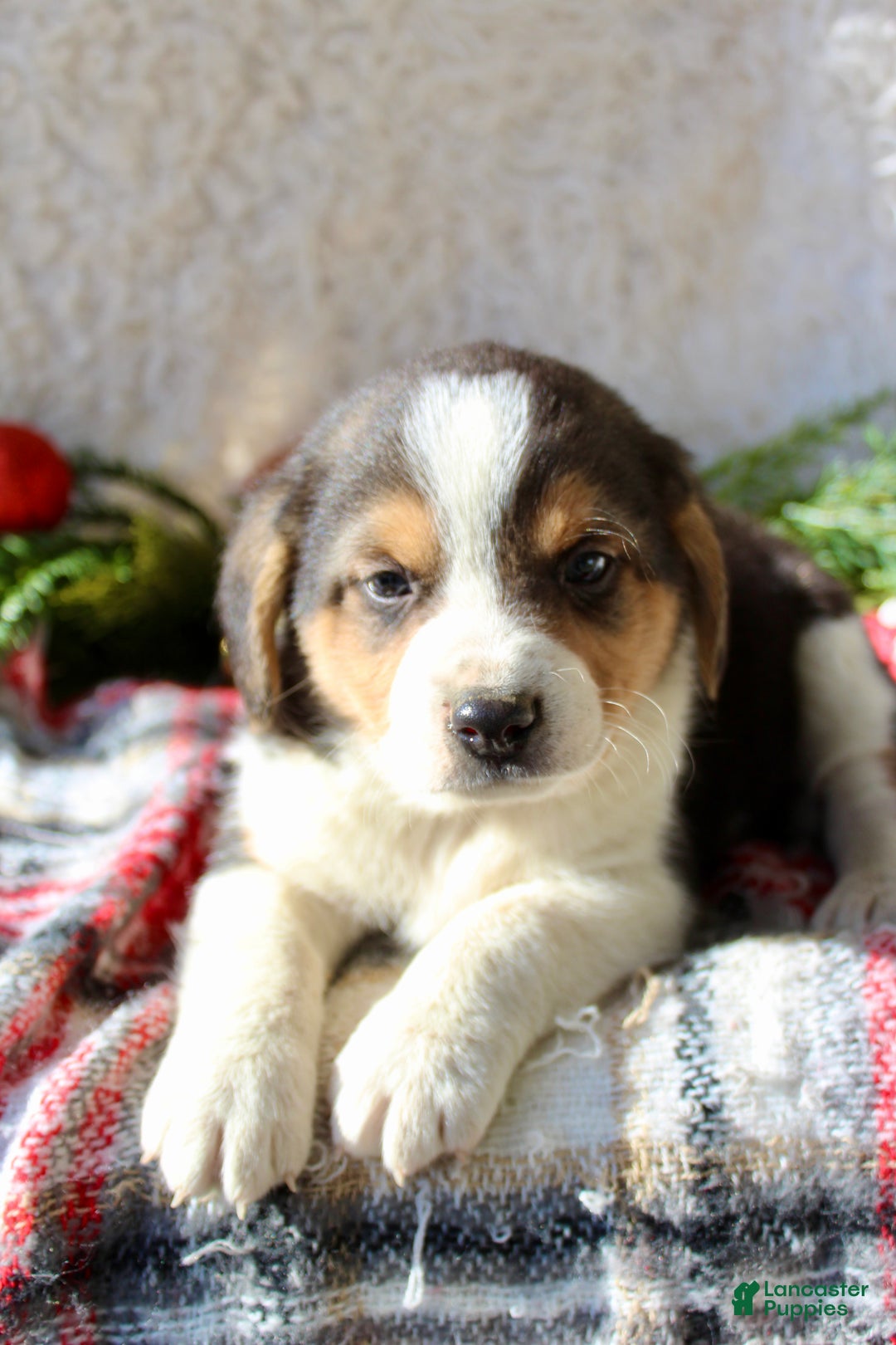 Mixed Breed dogs for sale: George - Ad 4