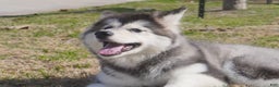 Alaskan Malamute dogs for sale: Dong Dong - Ad 26