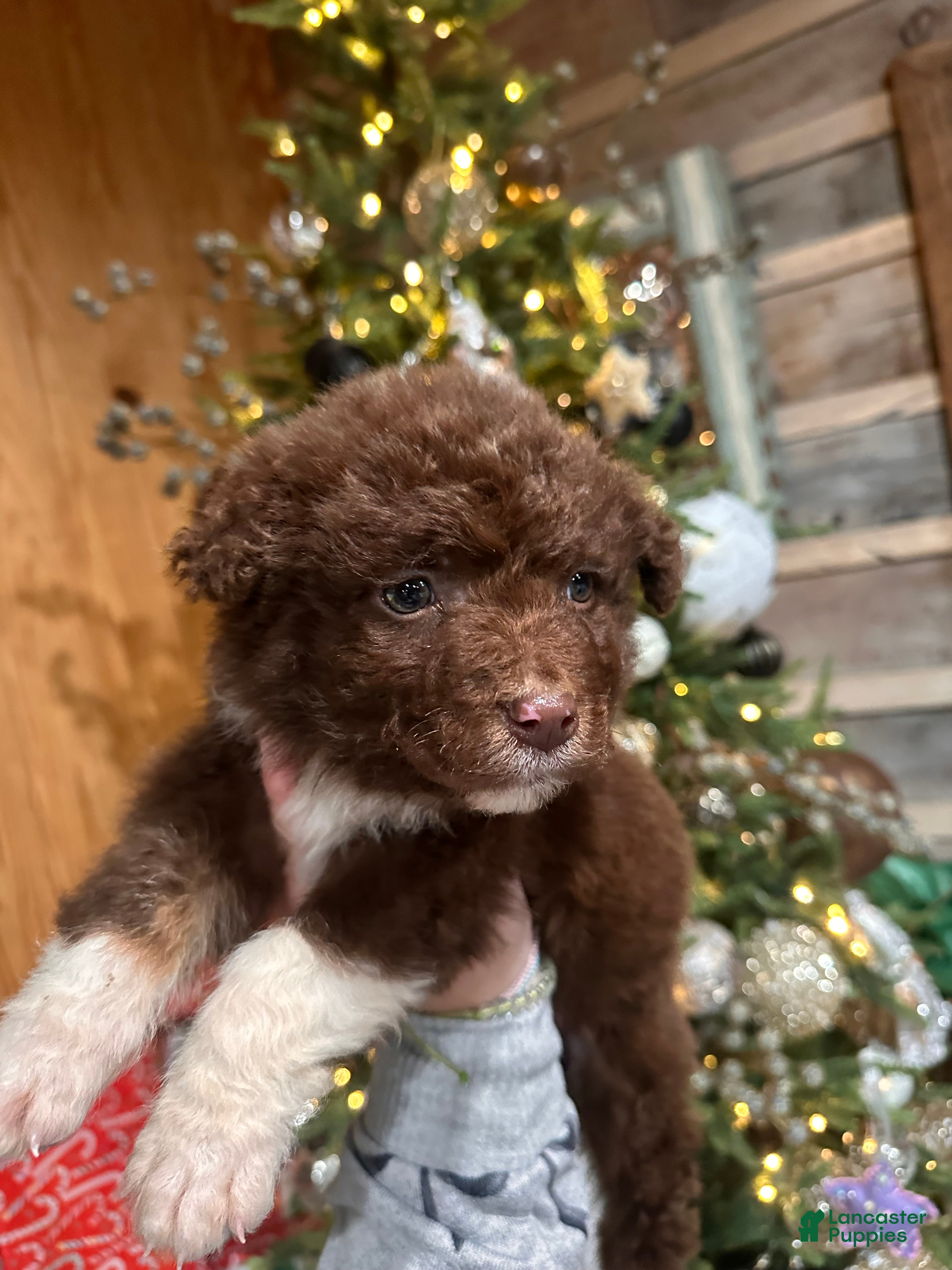 Aussiedoodle dogs Butter Ball - Ad 10