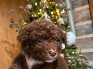 Aussiedoodle dogs Butter Ball - Ad 8