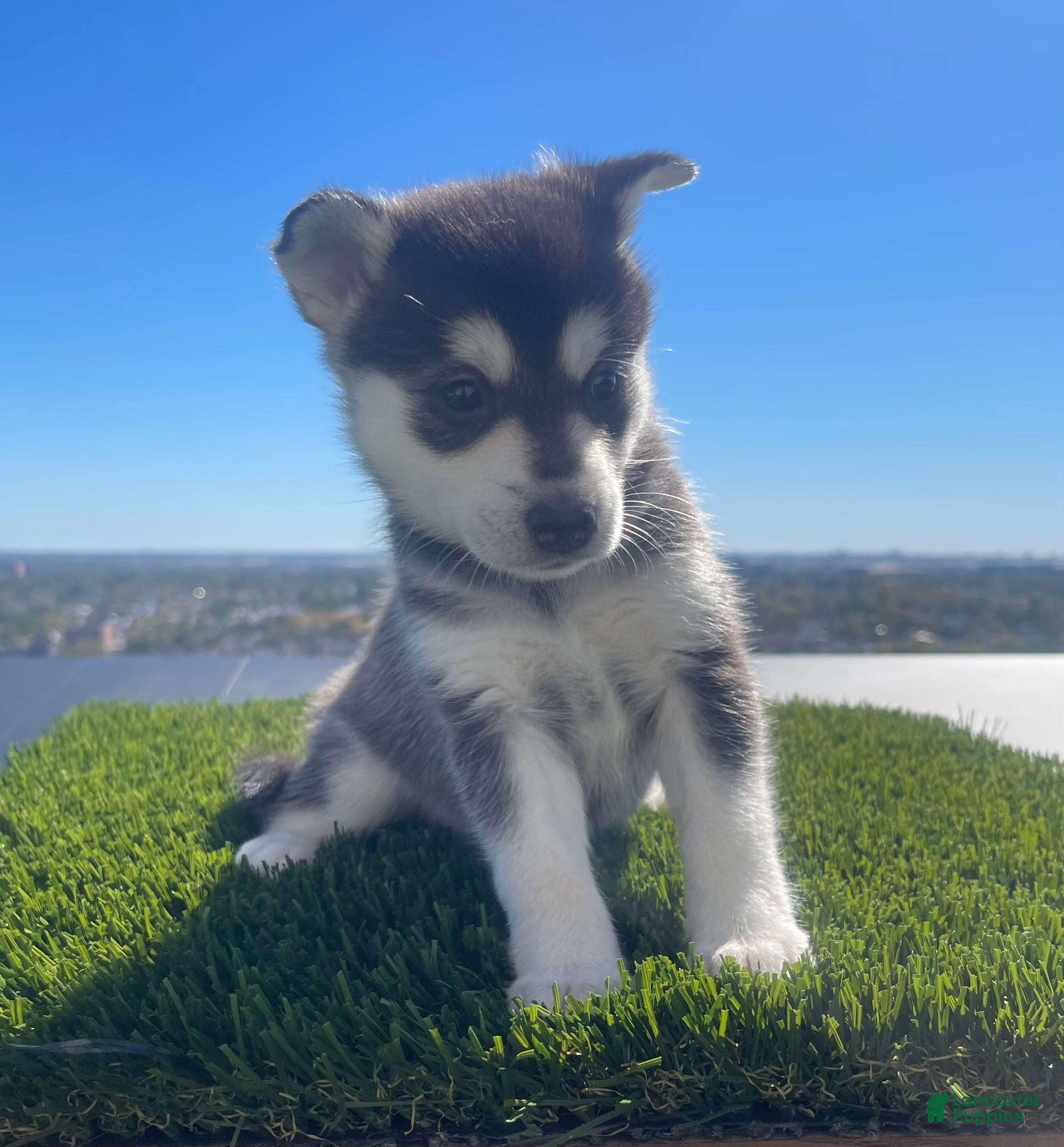 Alaskan Klee Kai dogs Baela - Ad 21