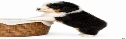 Mini Bernedoodle dogs for sale: Mini Bernedoodle male- Topper ( black Tri color) - Ad 4
