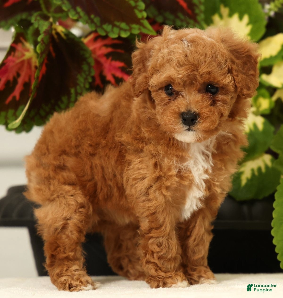 Miniature Poodle dogs Bella - Ad 2