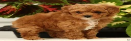 Miniature Poodle dogs for sale: Bella - Ad 2