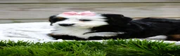 Mini Bernedoodle dogs for sale: Landry - Ad 5