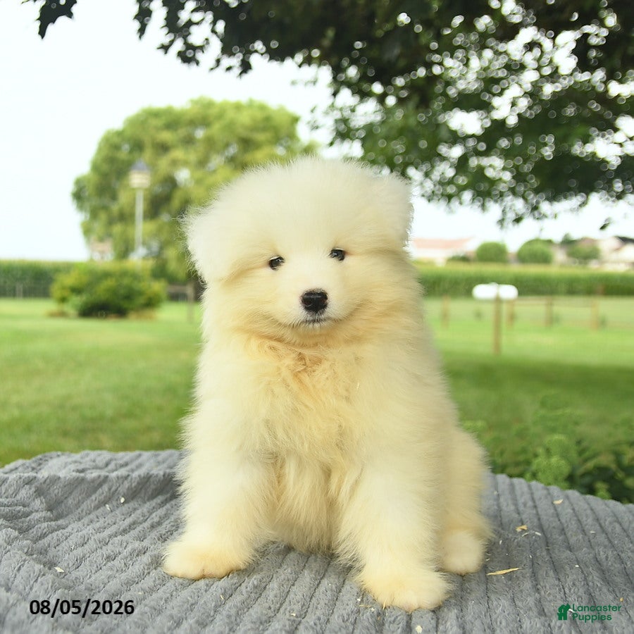 Samoyed dogs Samantha  - Ad 2