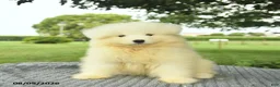 Samoyed dogs for sale: Samantha  - Ad 2