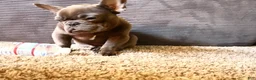 French Bulldog dogs for sale: Frenchie  - Ad 12