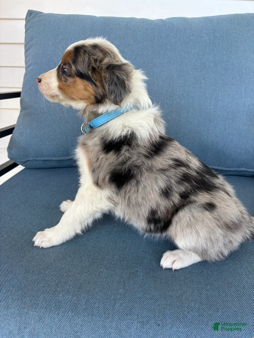 Mixed Breed dogs for sale: Gina - Ad 1