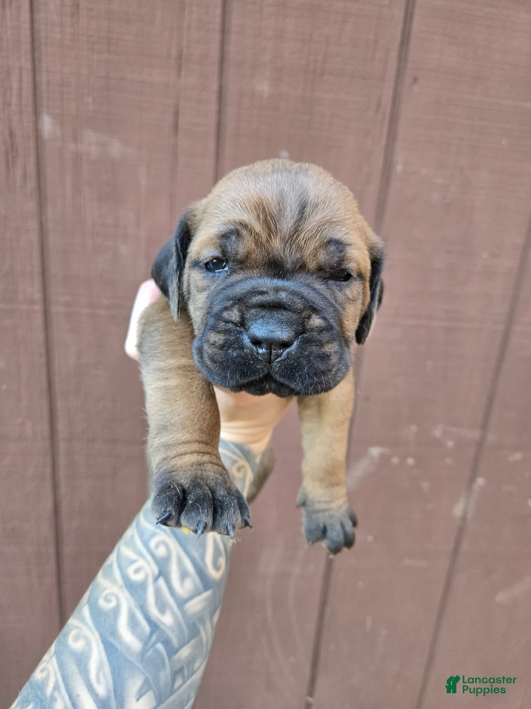 Cane Corso dogs for sale: Lakota - Ad 2