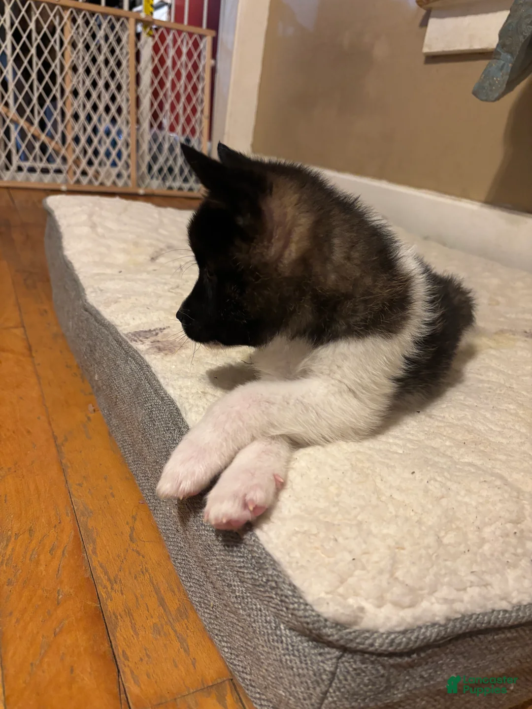Akita dogs for sale: Akita Puppy 6 - Ad 2