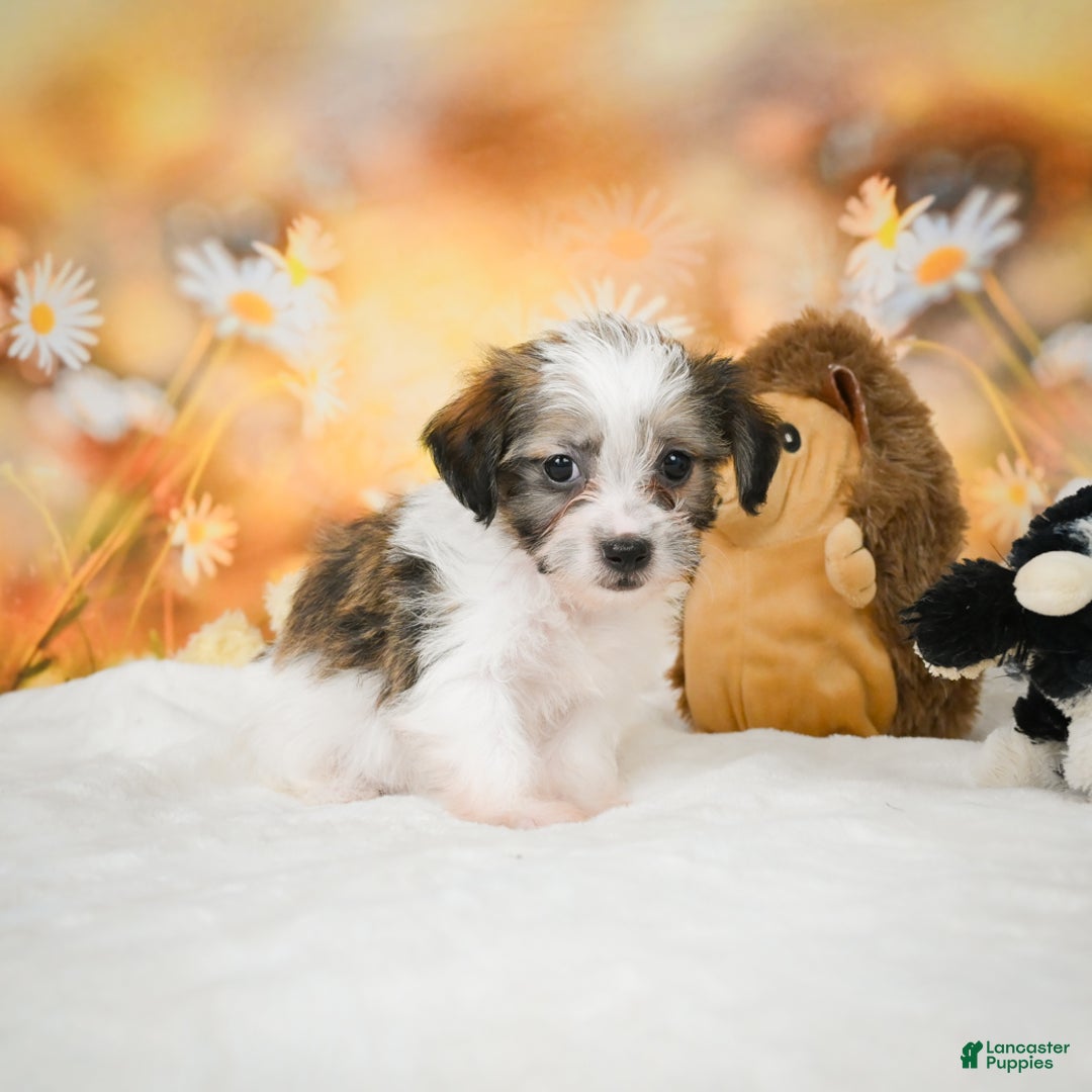 Yorkiepoo dogs for sale: Odal - Ad 5