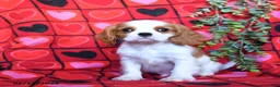 Cavalier King Charles Spaniel dogs for sale: Handsome - Ad 1
