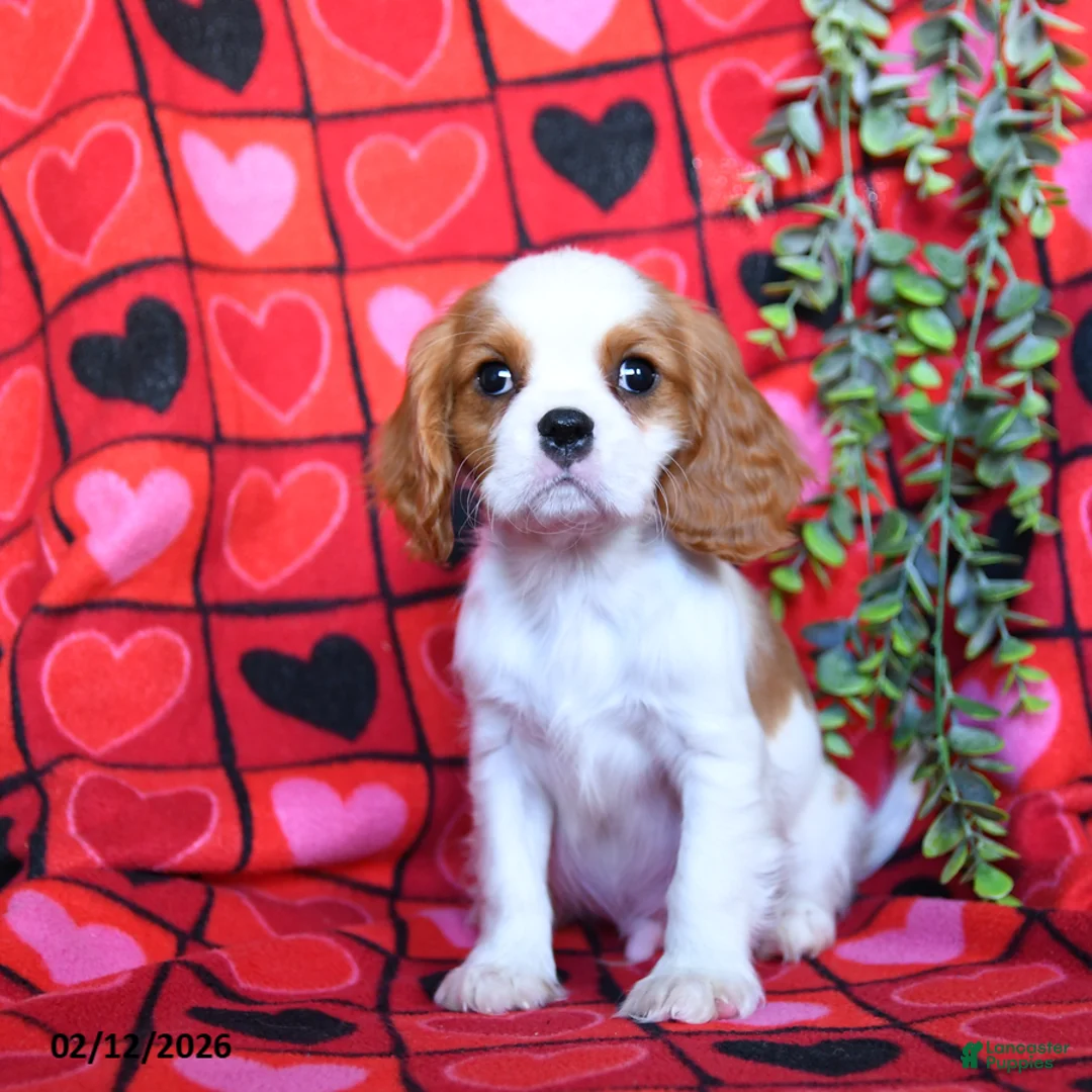 Cavalier King Charles Spaniel dogs for sale: Handsome - Ad 1