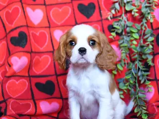 Cavalier King Charles Spaniel dogs Handsome - Ad 31