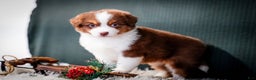 Miniature Australian Shepherd dogs for sale: Barney - Ad 4