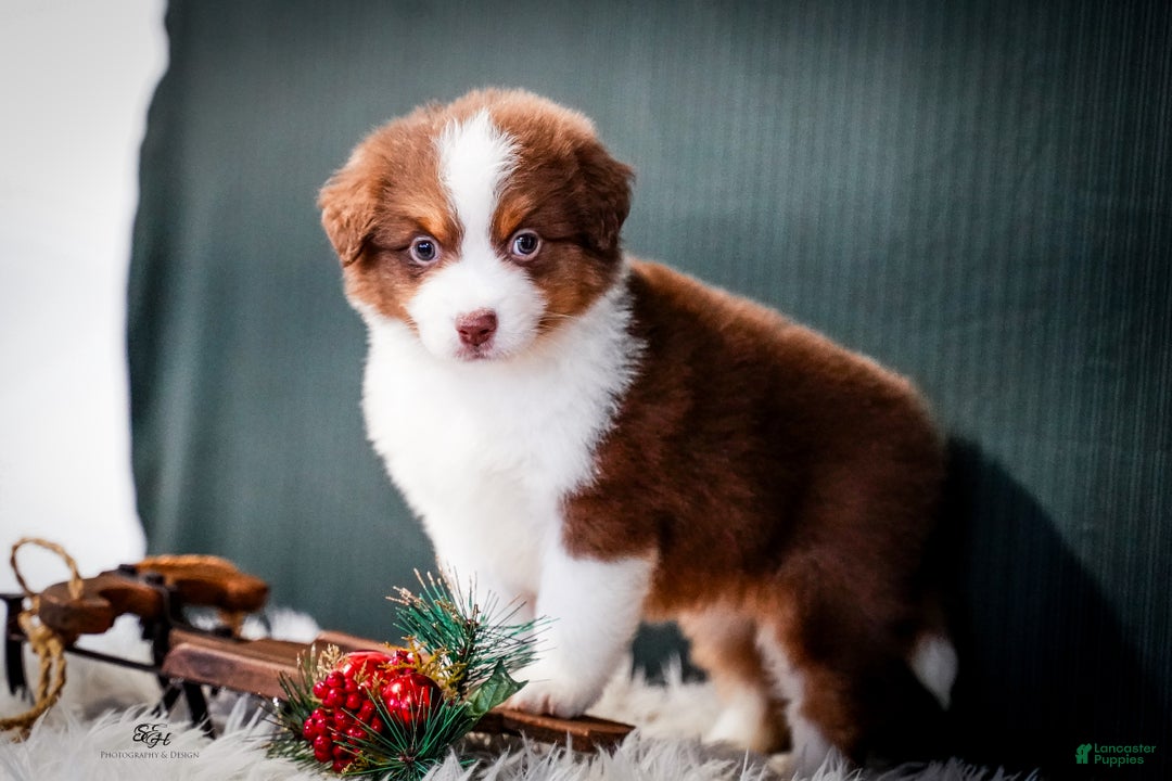 Miniature Australian Shepherd dogs for sale: Barney - Ad 4
