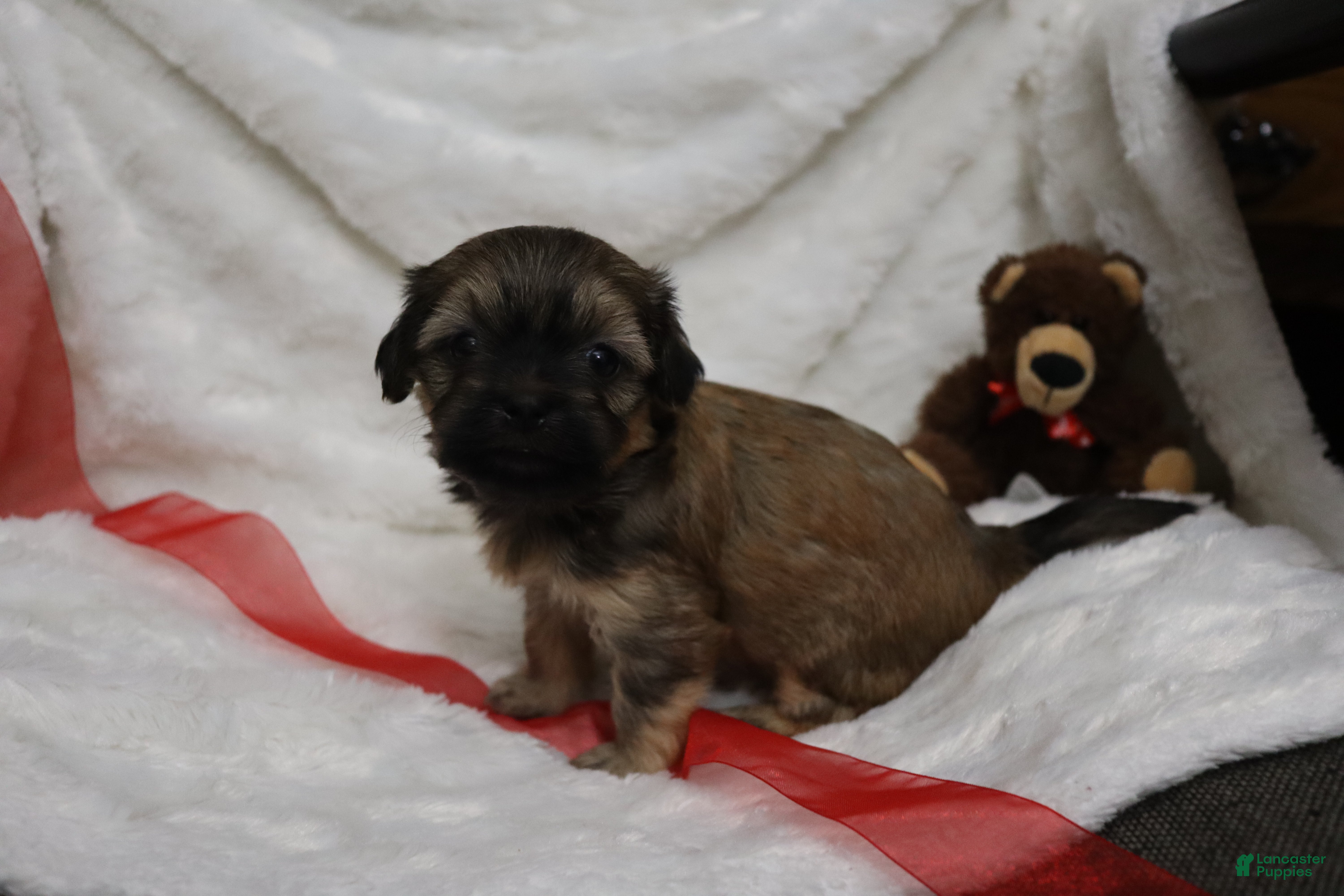 Havanese dogs Honey - Ad 5