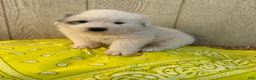 Great Pyrenees dogs for sale: Great Pyrenees Puppy 3 Yellow - Ad 2
