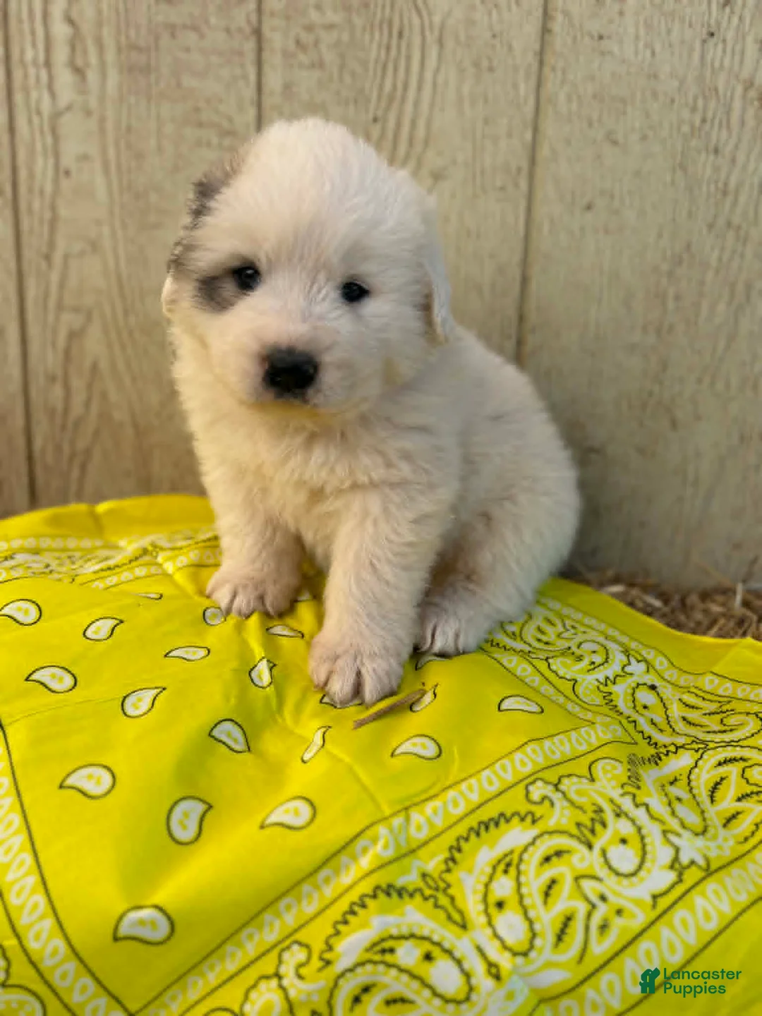 Great Pyrenees dogs for sale: Great Pyrenees Puppy 3 Yellow - Ad 2