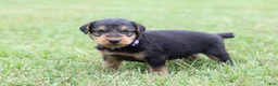 Airedale Terrier dogs for sale: AKC Juke - Ad 8