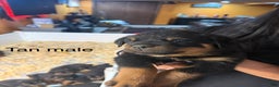 Rottweiler dogs for sale: Kane - Ad 1