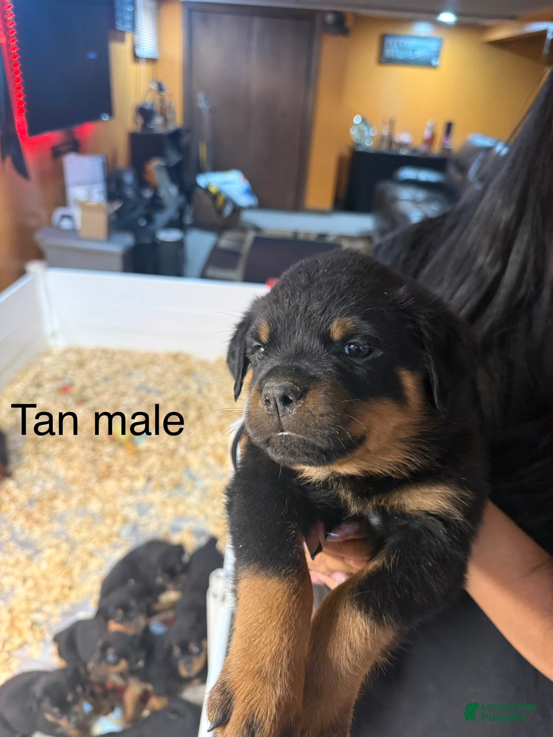Rottweiler dogs for sale: Kane - Ad 1