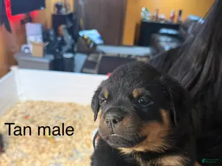 Rottweiler dogs Kane - Ad 17