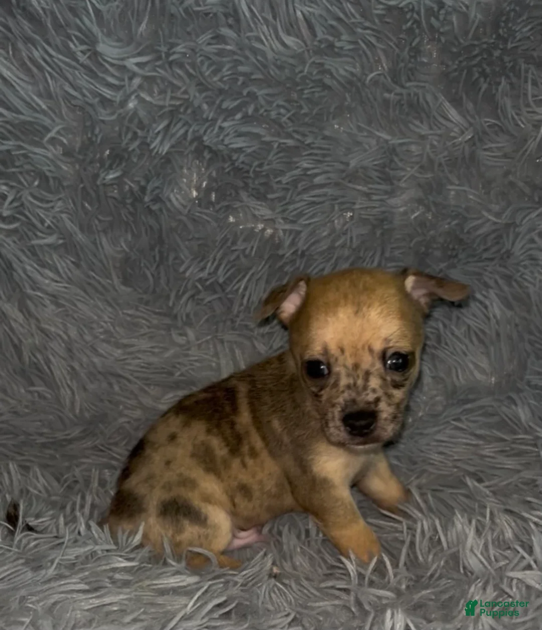 Chiweenie dogs for sale: Fireball - Ad 2