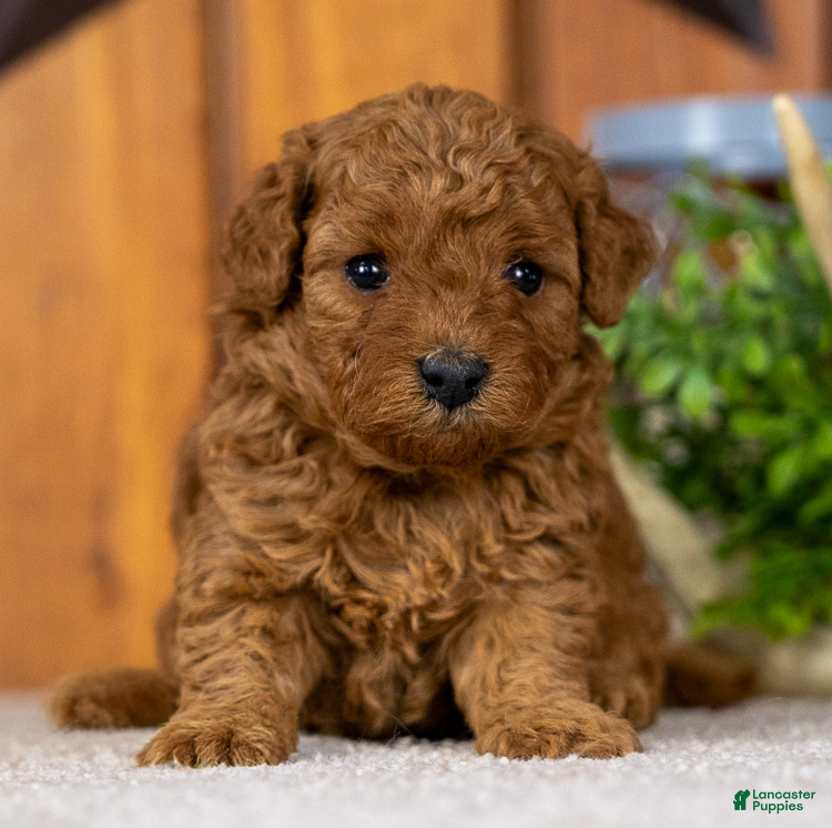 Miniature Poodle dogs for sale: Pearl - Ad 4