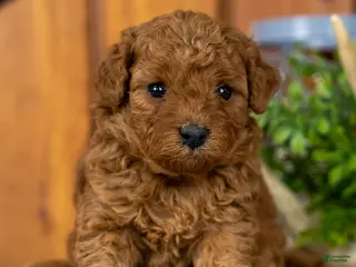 Miniature Poodle dogs for sale: Pearl - Ad 4