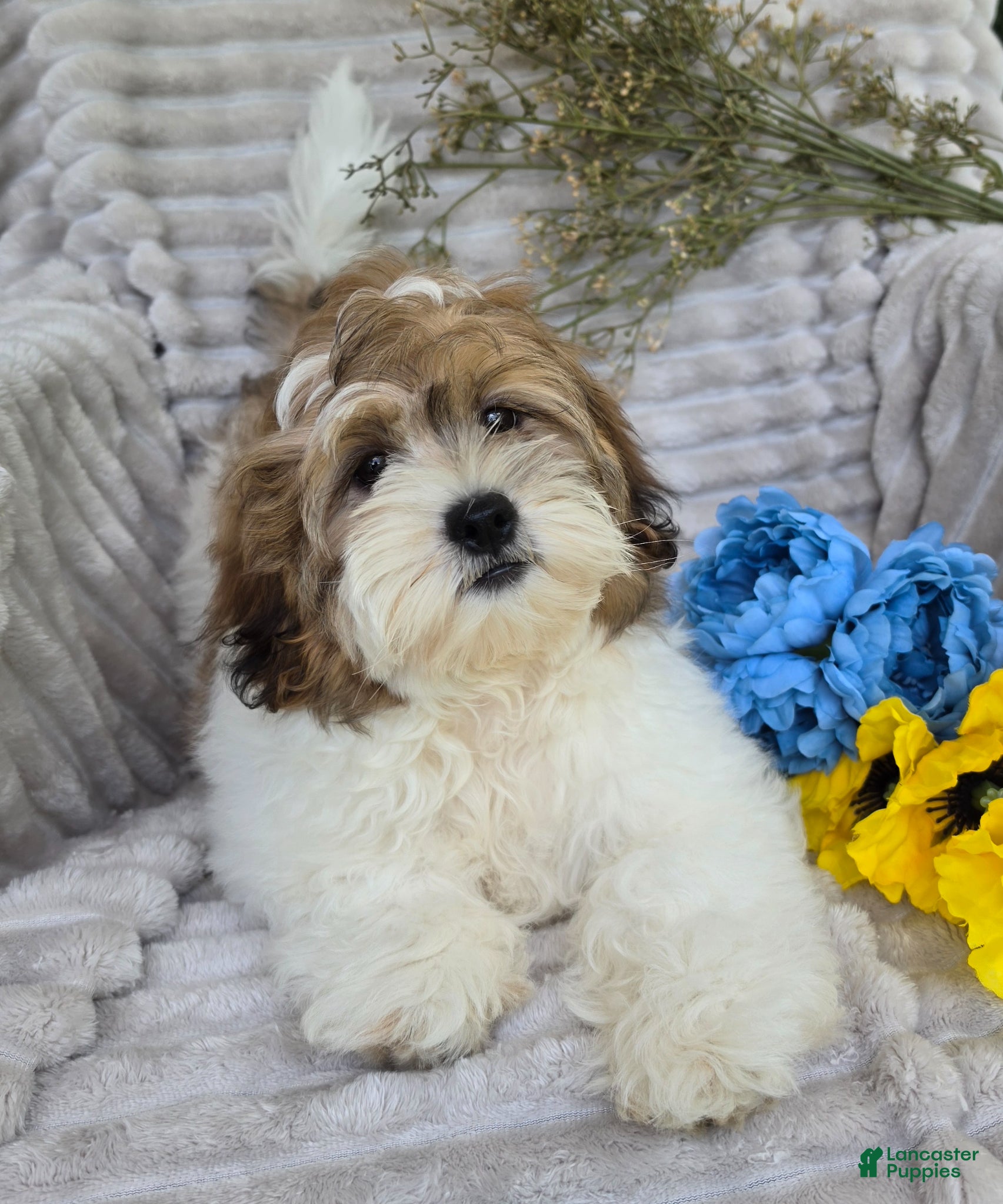 Shihpoo dogs Sparky - Ad 1