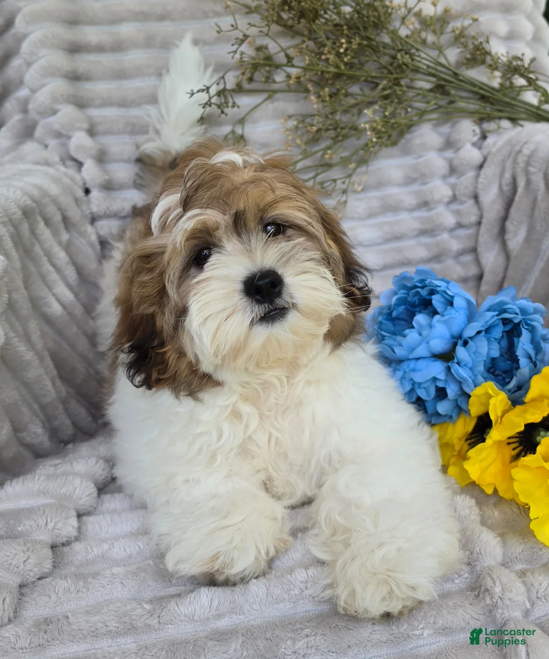 Shihpoo dogs for sale: Sparky - Ad 2