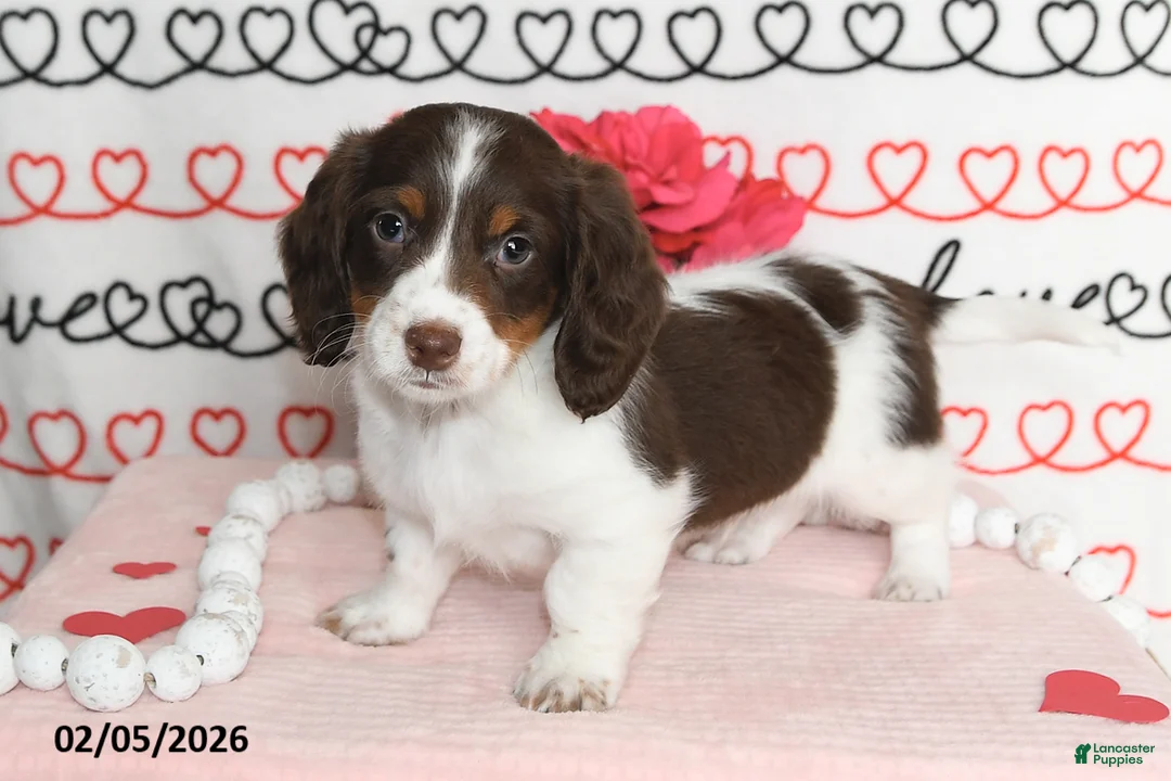 Miniature Dachshund dogs for sale: Major - Ad 4