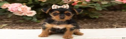 Yorkshire Terrier dogs for sale: Dobbin  - Ad 2
