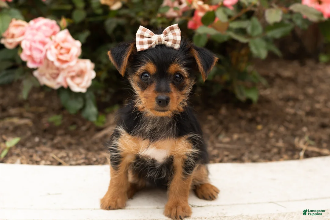 Yorkshire Terrier dogs for sale: Dobbin  - Ad 2