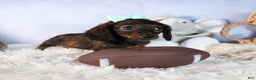 Miniature Dachshund dogs for sale: Cleo - Ad 10