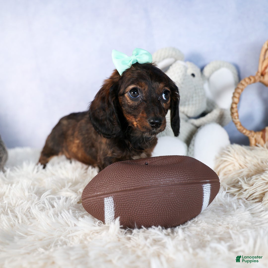 Miniature Dachshund dogs for sale: Cleo - Ad 10