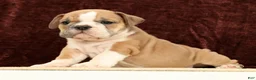 English Bulldog dogs for sale: Jaxson - Ad 5