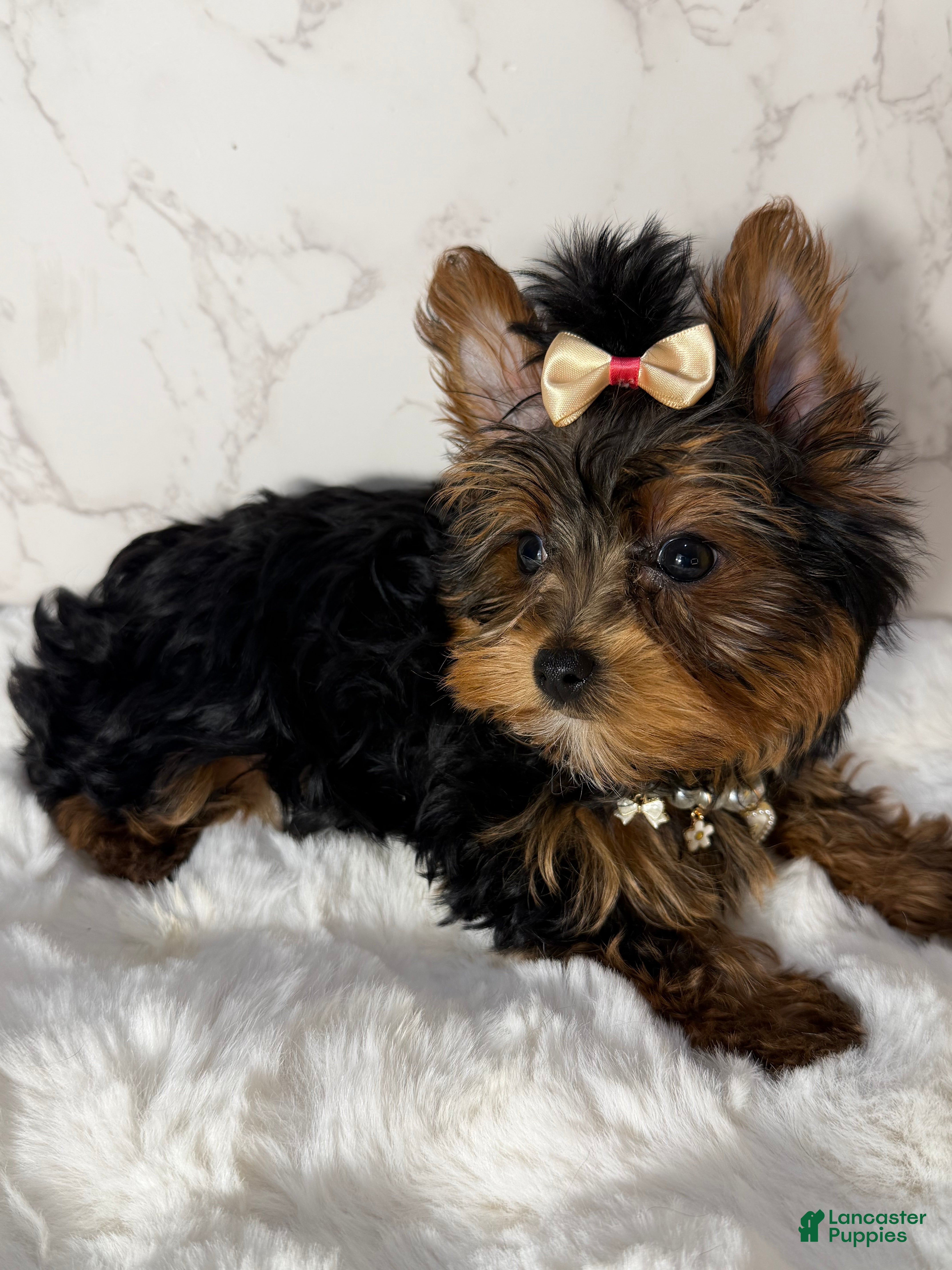 Yorkshire Terrier dogs Billy Rae - Ad 35
