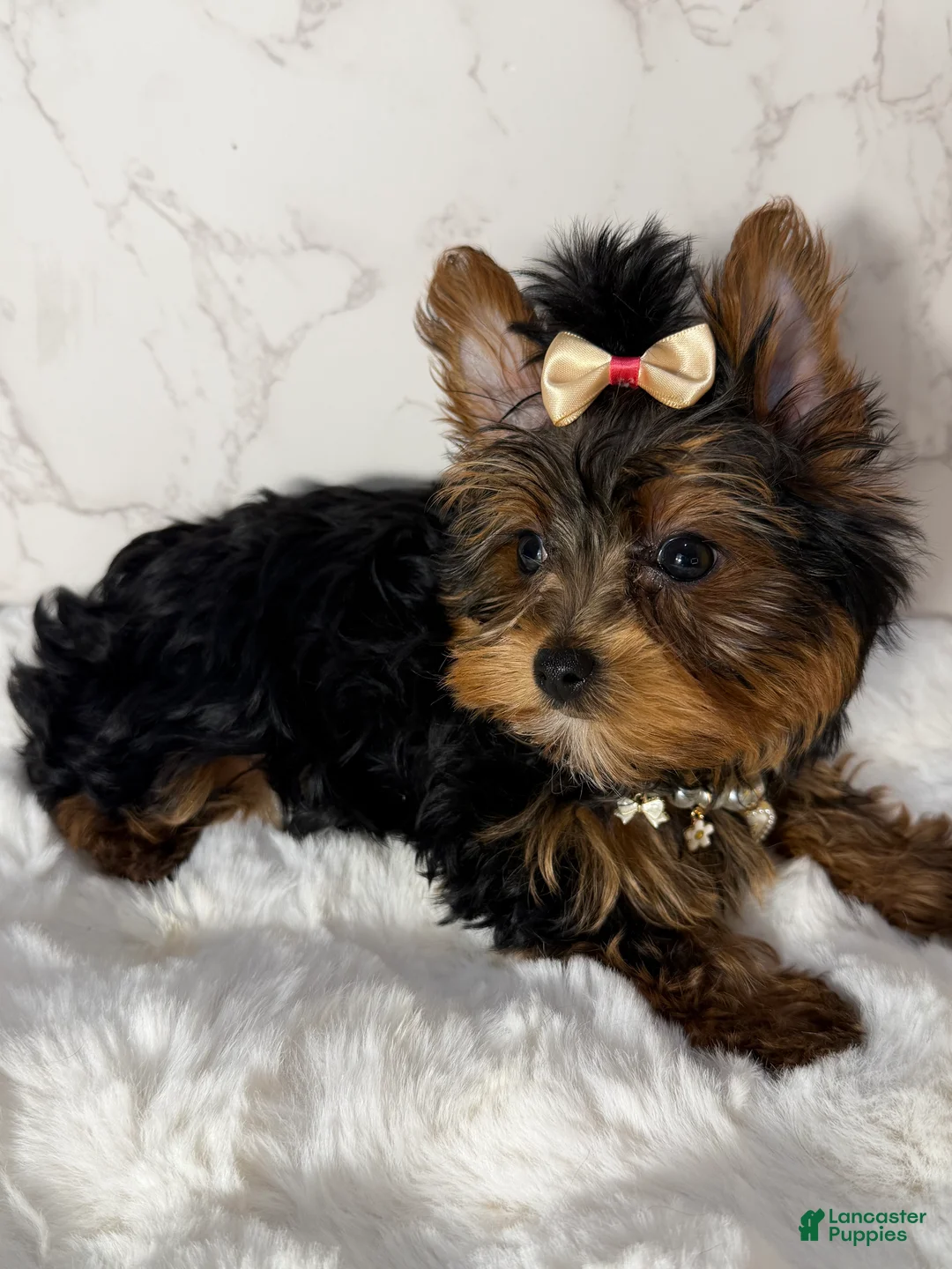 Yorkshire Terrier dogs for sale: Billy Rae - Ad 1